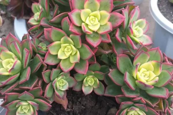 艳日辉怎么养爆盆,首先选择良好透气性的土壤