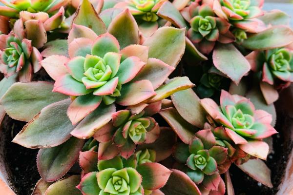 艳日辉怎么养爆盆,首先选择良好透气性的土壤