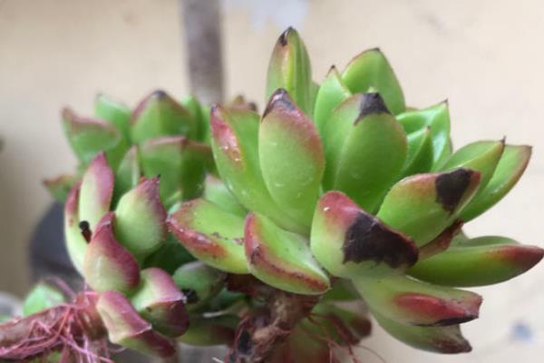 艳日辉怎么养爆盆,首先选择良好透气性的土壤