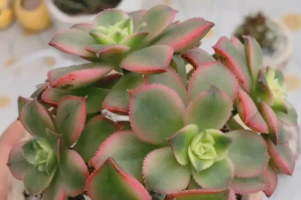 艳日辉怎么养爆盆,首先选择良好透气性的土壤