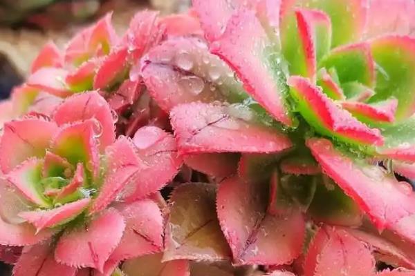 艳日辉怎么养爆盆,首先选择良好透气性的土壤