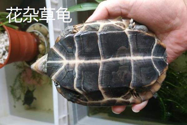 草龟和花杂草龟有什么区别，颜色、腹甲、颈部均不同