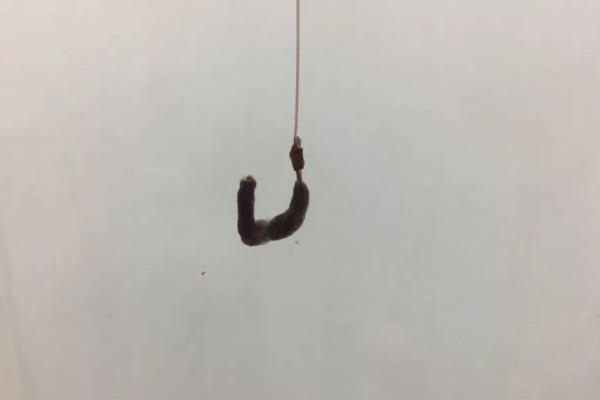钓鱼时蚯蚓总是被小鱼吃怎么办，采取截短蚯蚓、加大重量等措施可避免小鱼闹窝
