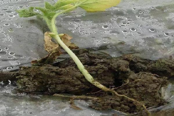 蔬菜育苗常遇到的问题及解决方案，常见的有以下5种问题