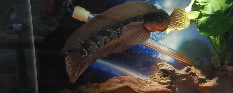 吃野生七星鱼是否犯法，不属于国家保护动物