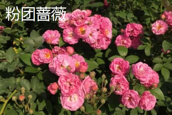 蔷薇花有什么花语，不同颜色代表的含义有区别