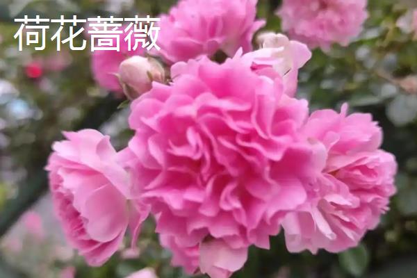 蔷薇花有什么花语，不同颜色代表的含义有区别