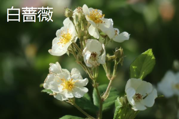 蔷薇花有什么花语，不同颜色代表的含义有区别