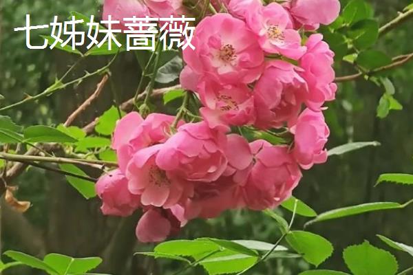 蔷薇花有什么花语，不同颜色代表的含义有区别