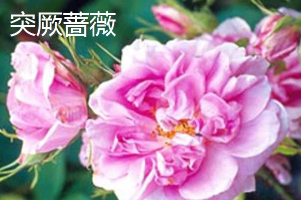 蔷薇花有什么花语，不同颜色代表的含义有区别
