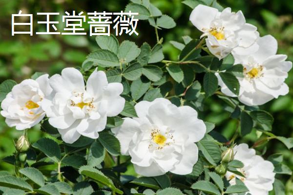蔷薇花有什么花语，不同颜色代表的含义有区别
