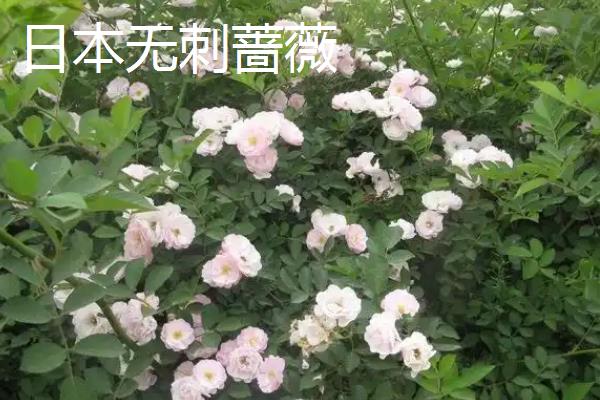 蔷薇花有什么花语，不同颜色代表的含义有区别
