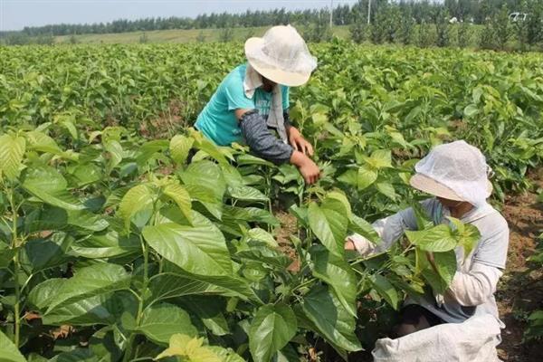 桑树的移栽方法，修剪枝叶后再带土种植