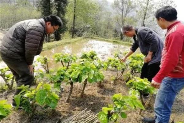 桑树的移栽方法，修剪枝叶后再带土种植