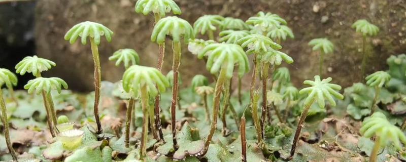 孢子植物与裸子植物的区别，种子和习性均不同