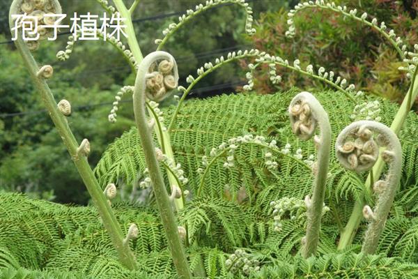 孢子植物与裸子植物的区别，种子和习性均不同