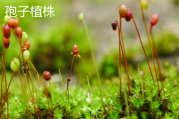 孢子植物与裸子植物的区别，种子和习性均不同
