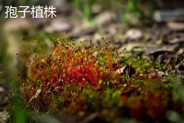 孢子植物与裸子植物的区别，种子和习性均不同