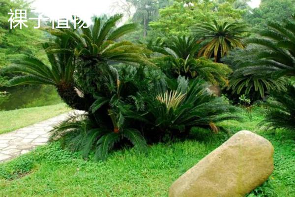 孢子植物与裸子植物的区别，种子和习性均不同