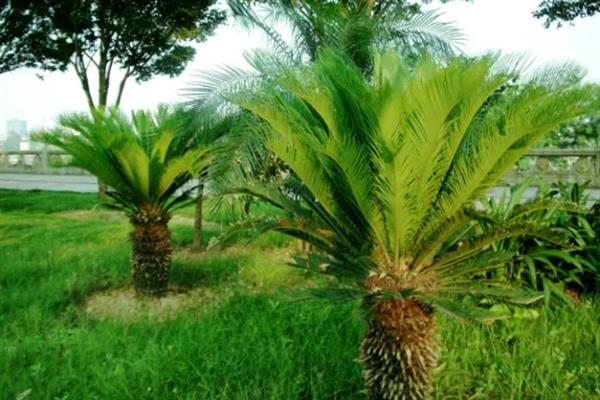 孢子植物与裸子植物的区别，种子和习性均不同