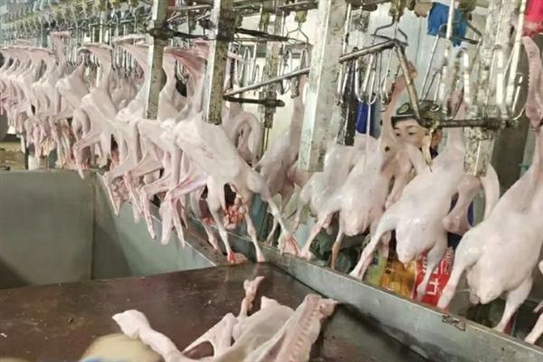 鹅主要卖去哪里，一般销往超市、菜市场、鹅肉加工厂等地方
