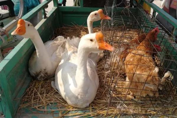鹅主要卖去哪里，一般销往超市、菜市场、鹅肉加工厂等地方