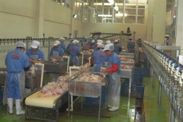 鹅主要卖去哪里，一般销往超市、菜市场、鹅肉加工厂等地方