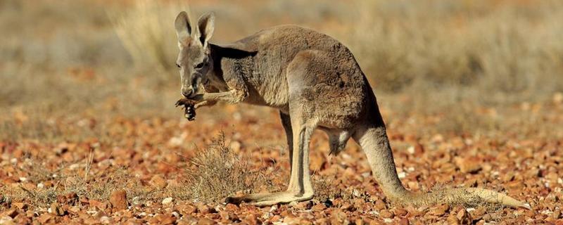 袋鼠尾巴的作用，起到一个支柱和平衡的作用