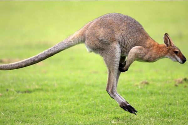 袋鼠尾巴的作用,起到一个支柱和平衡的作用