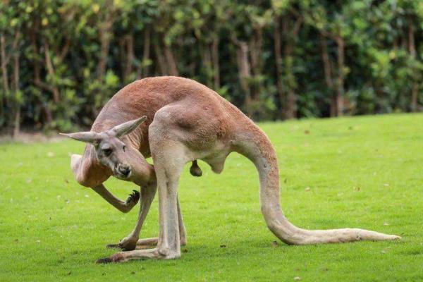 袋鼠尾巴的作用,起到一个支柱和平衡的作用