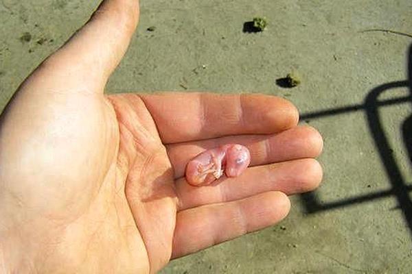 袋鼠尾巴的作用,起到一个支柱和平衡的作用