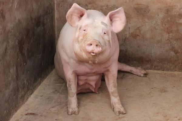 何时给母猪喂维生素E，怀孕和哺乳期间是饲喂适期