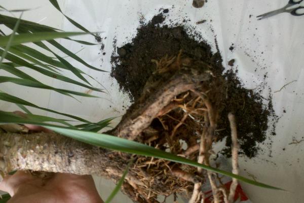 龙须树叶片耷拉的原因，一般是缺少水分、通风不良、根茎腐烂等因素造成