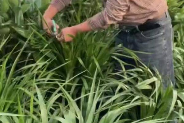 龙须树叶片耷拉的原因，一般是缺少水分、通风不良、根茎腐烂等因素造成