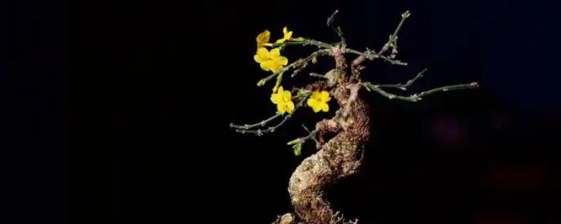 迎春花有没有毒，属于无毒植物
