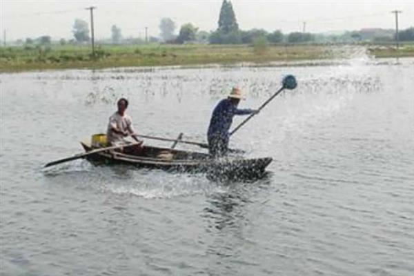 能不能用化肥养鱼，使用化肥可培养浮游生物