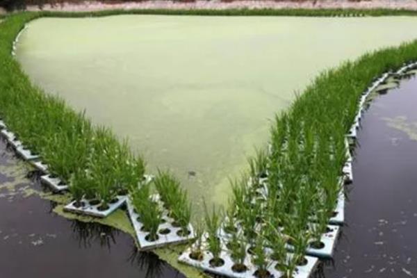 能不能用化肥养鱼，使用化肥可培养浮游生物