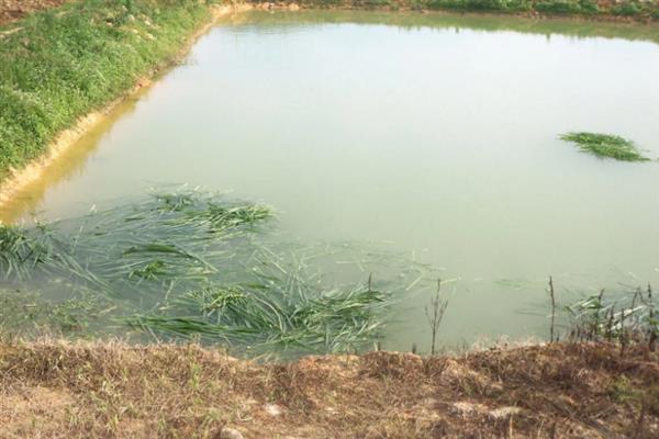 能不能用化肥养鱼，使用化肥可培养浮游生物