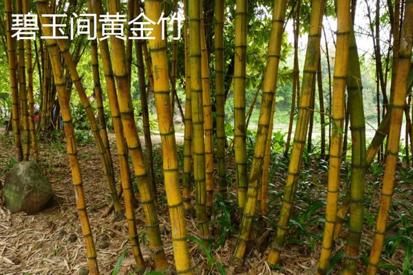 竹子的品种，分为慈竹、箭竹、单竹等种类