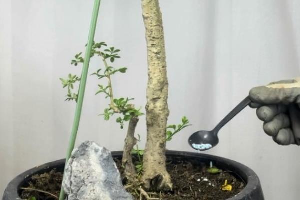 迎春花有没有毒，属于无毒植物