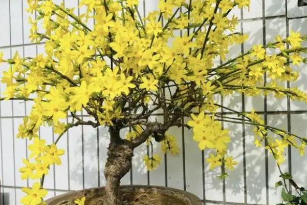 迎春花有没有毒，属于无毒植物
