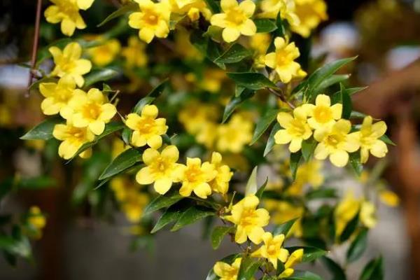 迎春花有没有毒，属于无毒植物