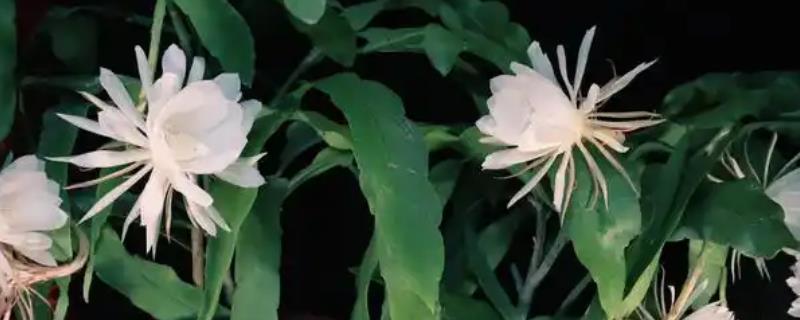 昙花晚上的开花时间，晚上8-9点开始绽放