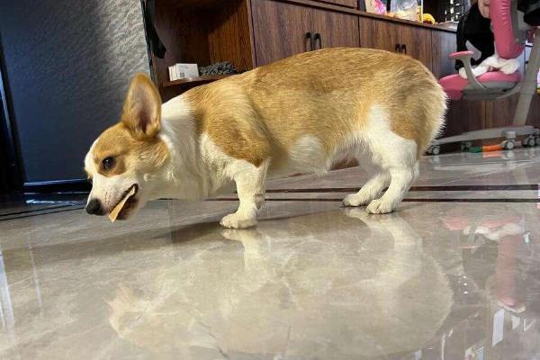 狗狗趴蹄的常见原因，可能是饲养方法不当所致
