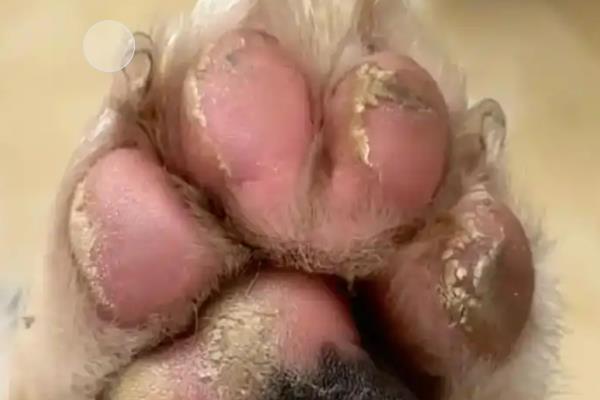 狗狗趴蹄的常见原因，可能是饲养方法不当所致