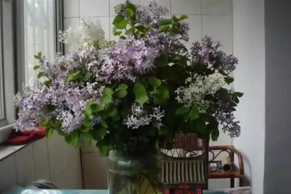 丁香花是哪种植物，是落叶灌木或小乔木