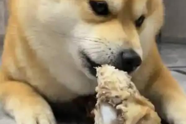 狗狗趴蹄的常见原因，可能是饲养方法不当所致