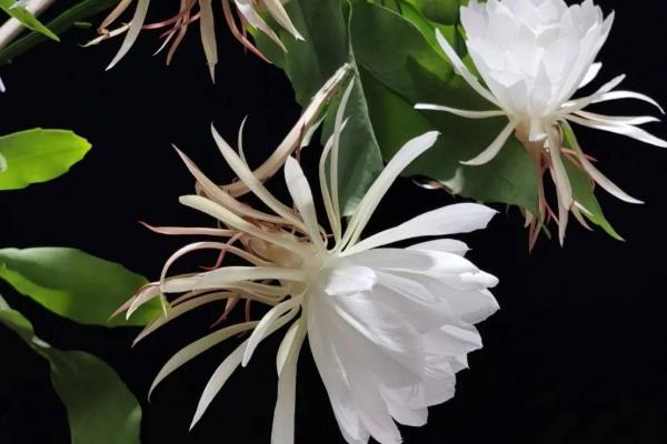 昙花晚上的开花时间，晚上8-9点开始绽放