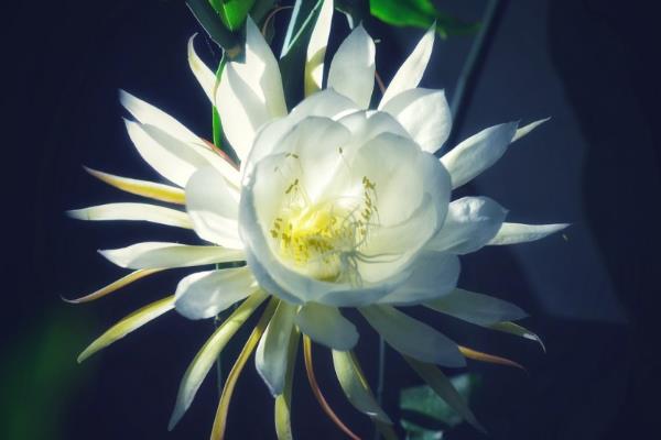 昙花晚上的开花时间，晚上8-9点开始绽放