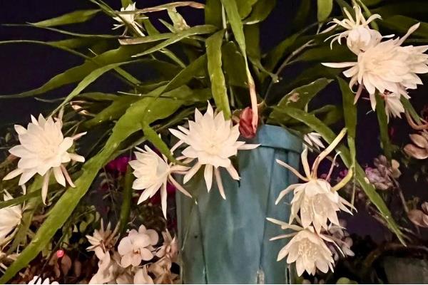 昙花晚上的开花时间，晚上8-9点开始绽放